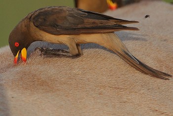 Yellow-billed Oxpecker (Buphagus africanus) ©©