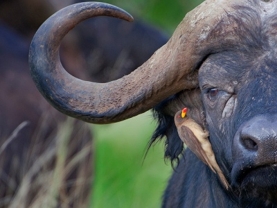 Yellow-billed Oxpecker with Water Buffalo ©©