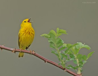American Yellow Warbler (Setophaga aestiva) singing by J Fenton