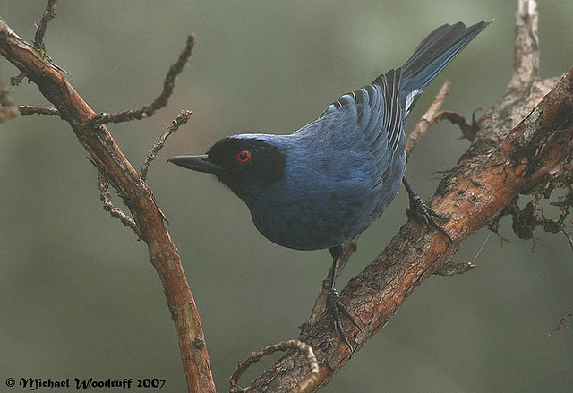 Masked Flowerpiercer (Diglossa cyanea) by Michael Woodruff
