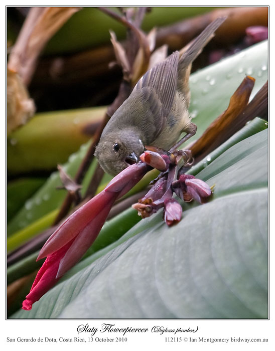 Slaty Flowerpiercer (Diglossa plumbea) by Ian