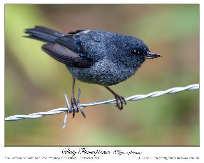 Slaty Flowerpiercer (Diglossa plumbea) by Ian