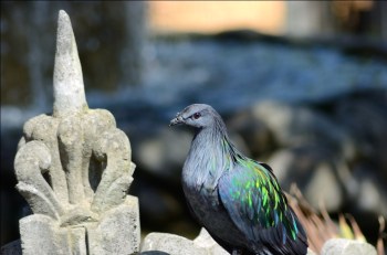 Nicobar Pigeon at Lower Park Zoo by Dan Nicobar Pigeon at Lower Park Zoo by Dan