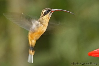 Tawny-bellied Hermit (Phaethornis syrmatophorus) by Michael Woodruff