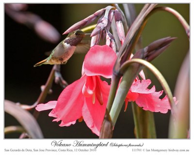 Volcano Hummingbird (Selasphorus flammula) by Ian