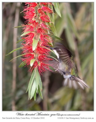 White-throated Mountaingem (Lampornis castaneoventris) by Ian