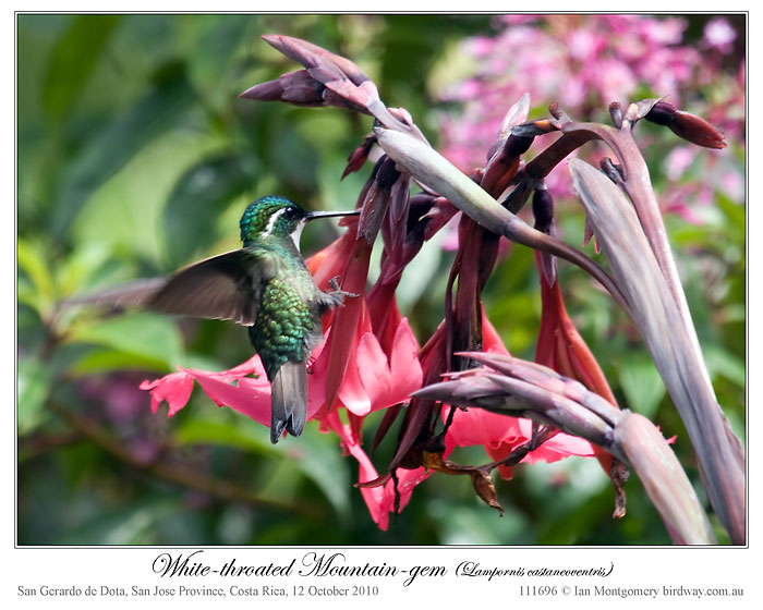 White-throated Mountaingem (Lampornis castaneoventris) by Ian