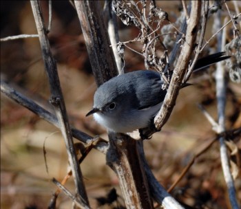 Blue-gray Gnacatcher by Dan at Circle B Bar Reserve