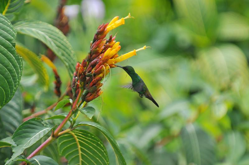 Copper-rumped Hummingbird (Amazilia tobaci) by Bob-Nan