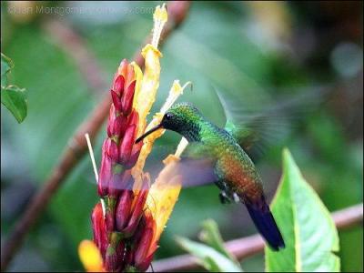 Copper-rumped Hummingbird (Amazilia tobaci) by Ian