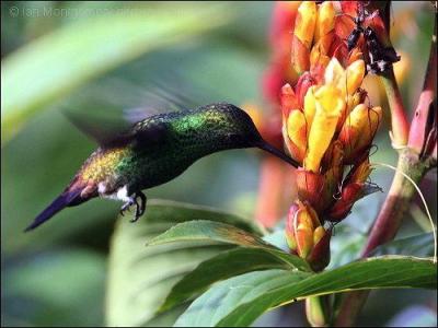 Copper-rumped Hummingbird (Amazilia tobaci) by Ian