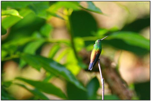 Copper-rumped Hummingbird by Daves BirdingPix