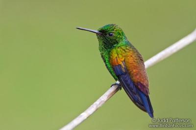 Copper-rumped Hummingbird by Judd Patterson