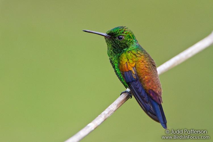Copper-rumped Hummingbird by Judd Patterson
