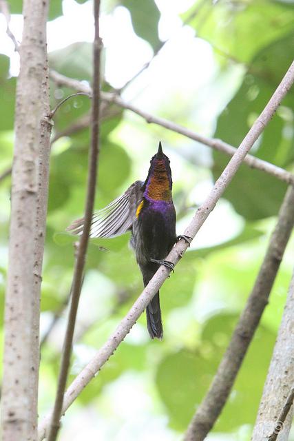 Copper-throated Sunbird (Leptocoma calcostetha) ©©