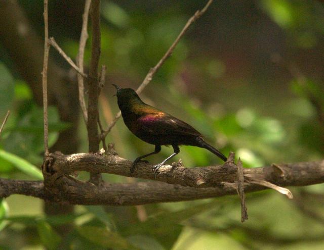 Copper Sunbird (Cinnyris cupreus) ©©