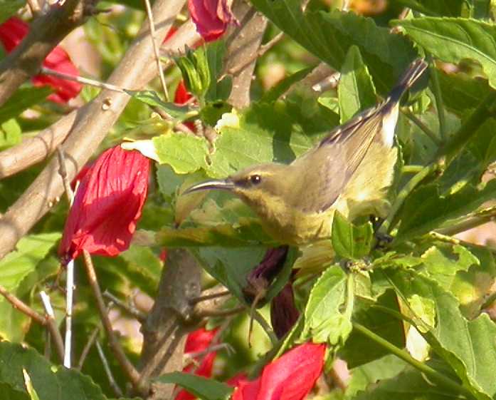Copper Sunbird (Cinnyris cupreus) ©WikiC female