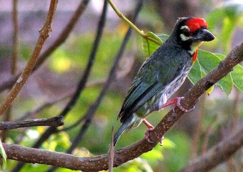 Coppersmith Barbet (Megalaima haemacephala) ©©