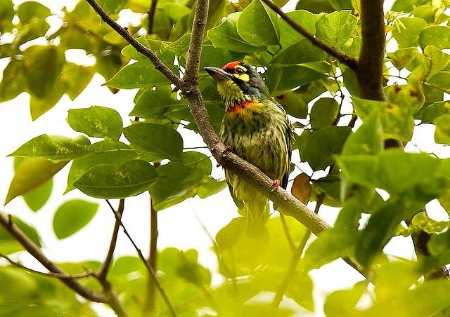 Coppersmith Barbet (Megalaima haemacephala) ©©fveronesi1