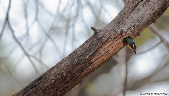 Coppersmith Barbet (Megalaima haemacephala) ©©viwake