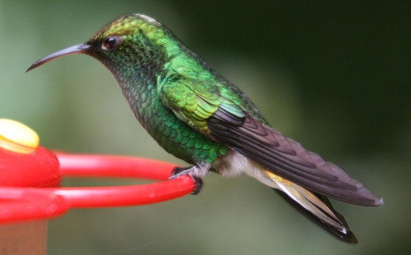 Coppery-headed Emerald (Elvira cupreiceps) ©WikiC