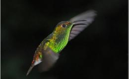 Heaven’s New Jerusalem and Birds –&nbsp;Introduction