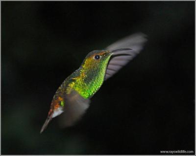 Coppery-headed Emerald by Ray