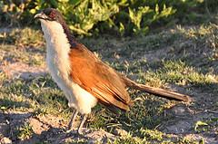 Coppery-tailed Coucal (Centropus cupreicaudus) ©©DGovoni