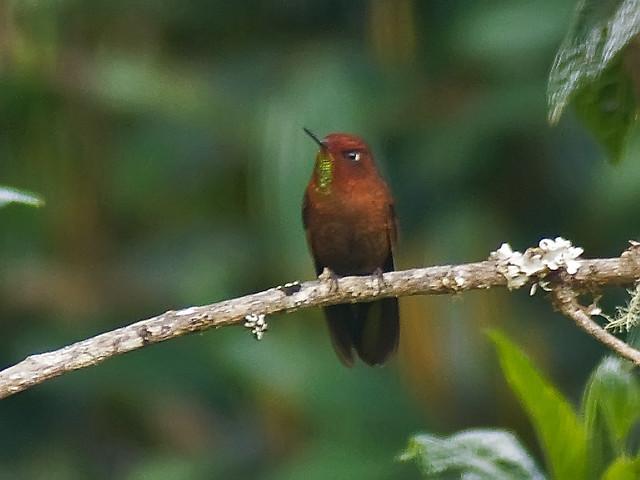 Coppery Metaltail (Metallura theresiae) ©©