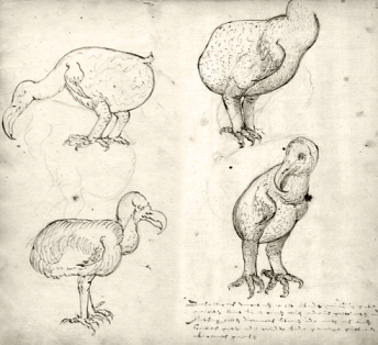 Drawings of a dodo from the Journal of VOC ship Gelderland 1601-1603 Drawings of a dodo from the Journal of VOC ship Gelderland 1601-1603