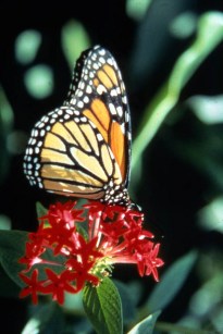 Monarch Butterfly at the Butterfly World©©