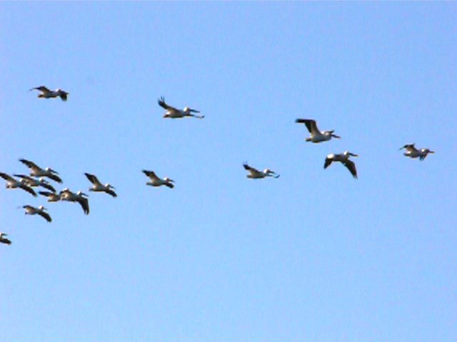 American White Pelican (Pelecanus erythrorhynchos) by Lee