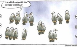 Birds On A&nbsp;Wire