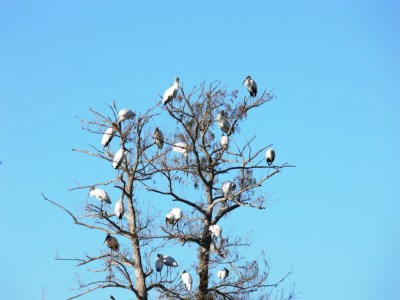 Wood Stork (Mycteria americana) by Lee