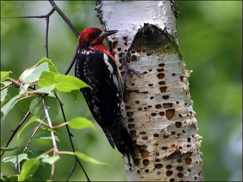 Red-breasted Sapsucker (Sphyrapicus ruber) by Ian