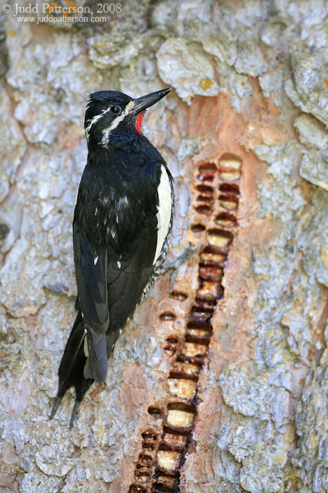 Williamson's Sapsucker (Sphyrapicus thyroideus) by Judd Patterson