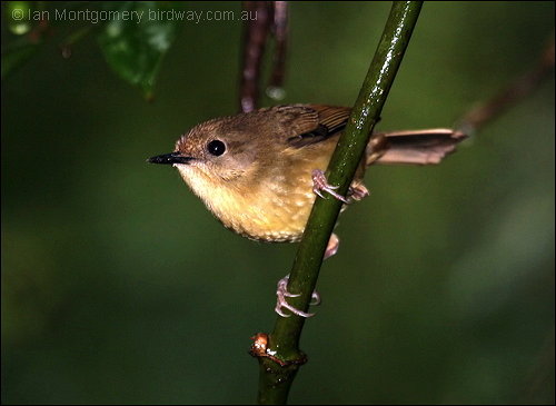 Atherton Scrubwren (Sericornis keri) by Ian