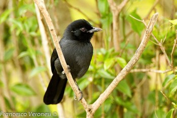 Slate-colored Boubou (Laniarius funebris) ©©