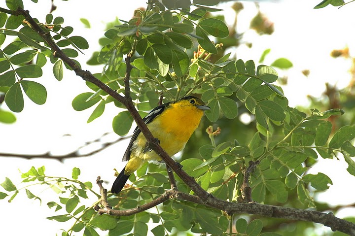 Common Iora (Aegithina tiphia) by MAMuin