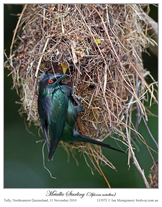 Metallic Starling (Aplonis metallica) by Ian