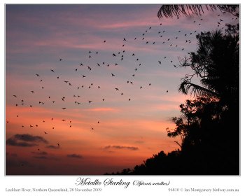 Metallic Starling (Aplonis metallica) by Ian
