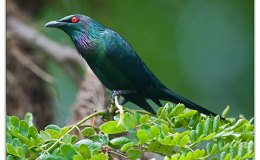 Ian’s Bird of the Week – Metallic&nbsp;Starling