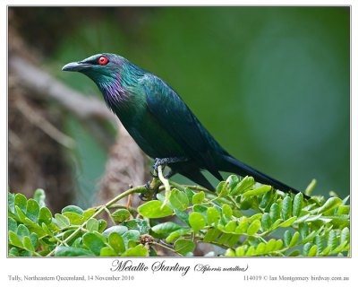Metallic Starling (Aplonis metallica) by Ian
