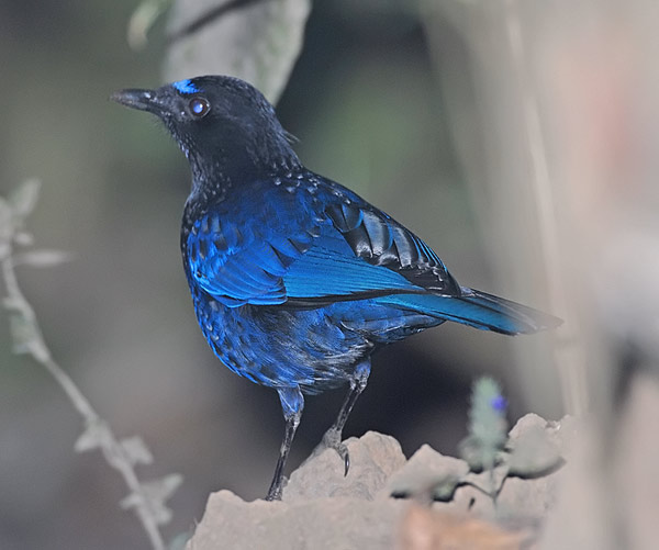 Malabar Whistling Thrush (Myophonus horsfieldii) by Nikhil Devasar