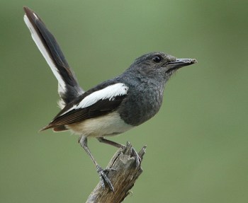 Oriental Magpie-Robin (Copsychus saularis) by Nikhil Devasar