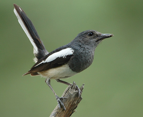 Oriental Magpie-Robin (Copsychus saularis) by Nikhil Devasar