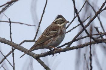 Rustic Bunting (Emberiza rustica) ©WikiC