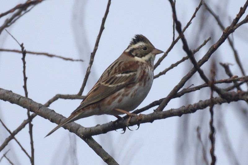 Rustic Bunting (Emberiza rustica) ©WikiC