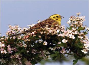 Yellowhammer (Emberiza citrinella) by Ian