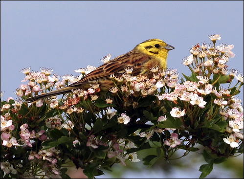 Yellowhammer (Emberiza citrinella) by Ian